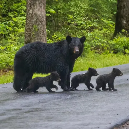 Cozy Bear, Hot Tub, 1089 Of Free Attraction Tickets For Each Paid Day, Dollywood And More!